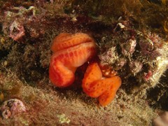 Sycozoa cerebriformis
