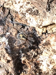 Amaurobius fenestralis