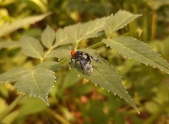 Prosthiochaeta bifasciata