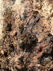 Amaurobius fenestralis