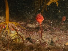 Pyuridae