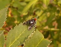 Prosthiochaeta bifasciata