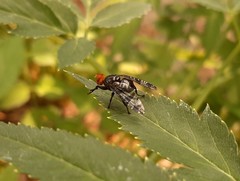 Prosthiochaeta bifasciata