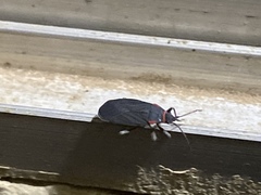 Melacoryphus rubicollis