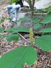 Neoshirakia japonica