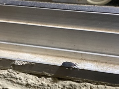 Melacoryphus rubicollis