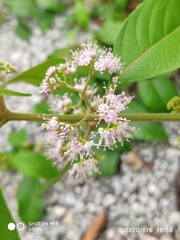 Callicarpa longifolia