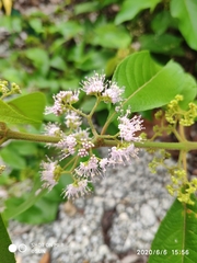 Callicarpa longifolia
