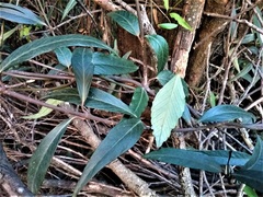 Parsonsia brownii