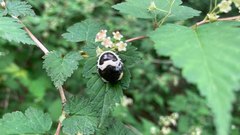 Poecilocoris lewisi