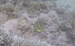 Chaetodon octofasciatus