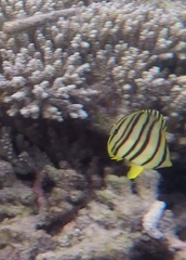 Chaetodon octofasciatus