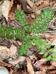 Zanthoxylum piperitum