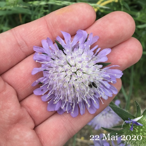 Knautia arvensis