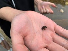 Rana huanrensis