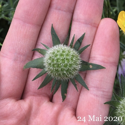 Knautia arvensis