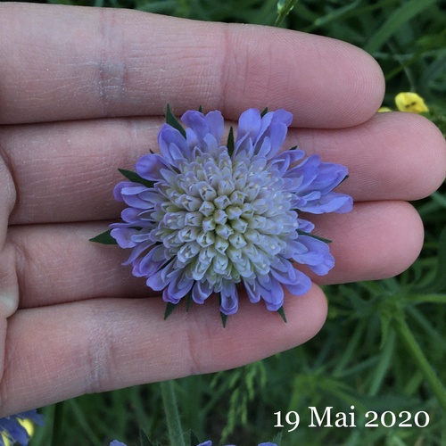 Knautia arvensis