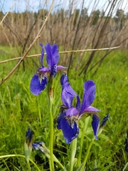 Iris sanguinea