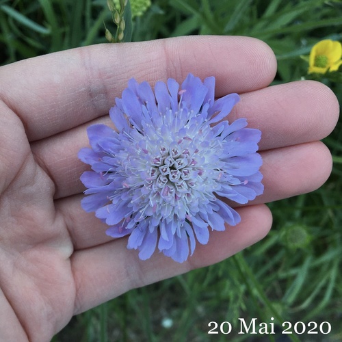 Knautia arvensis