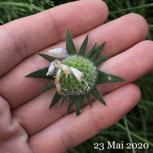 Knautia arvensis