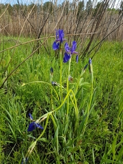Iris sanguinea
