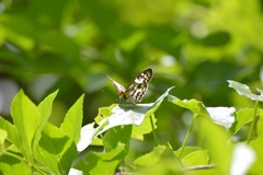 Abraximorpha davidii