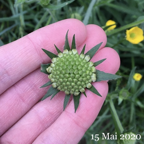 Knautia arvensis