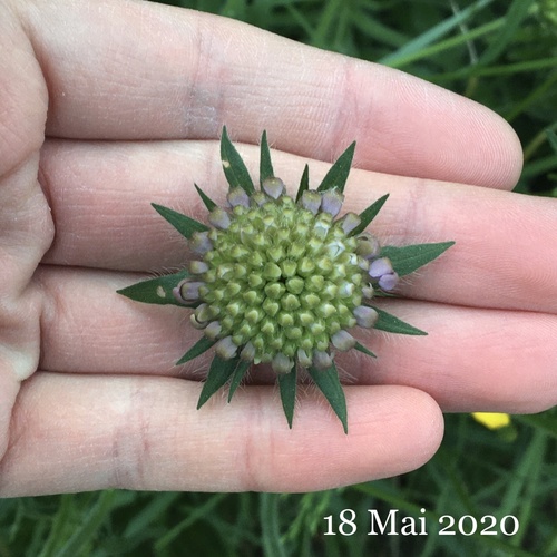 Knautia arvensis