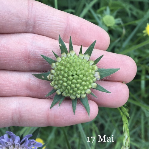Knautia arvensis