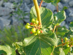 Frangula rupestris