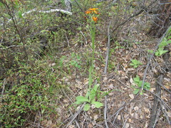 Tephroseris porphyrantha