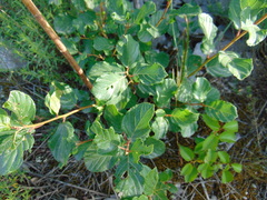 Frangula rupestris