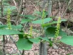 Neoshirakia japonica