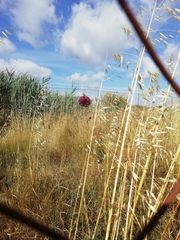 Allium sphaerocephalon