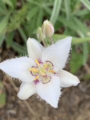 Calochortus lyallii
