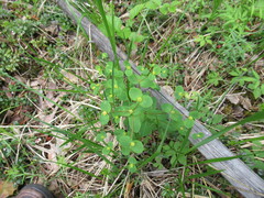 Euphorbia jenisseiensis