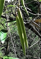 Parsonsia brownii
