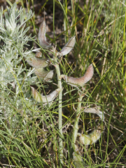 Astragalus reduncus