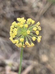 Lomatium ambiguum