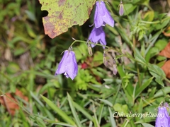Adenophora morrisonensis