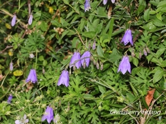 Adenophora morrisonensis