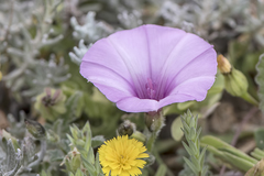 Convolvulus althaeoides althaeoides
