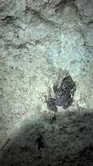 Eleutherodactylus marnockii