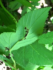 Puccinia aegopodii