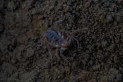 Galeodidae