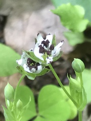 Microbotryum stellariae