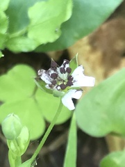 Microbotryum stellariae