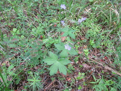 Geranium platyanthum