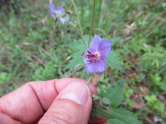 Geranium platyanthum
