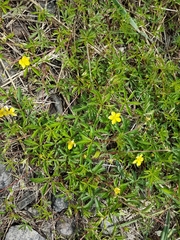 Potentilla flagellaris
